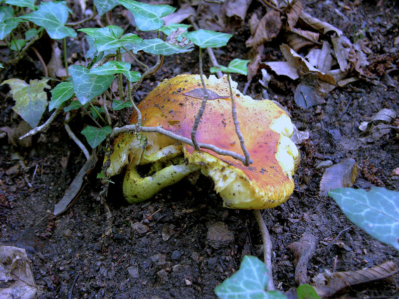 Russulaceae di oggi, 07 Giugno.